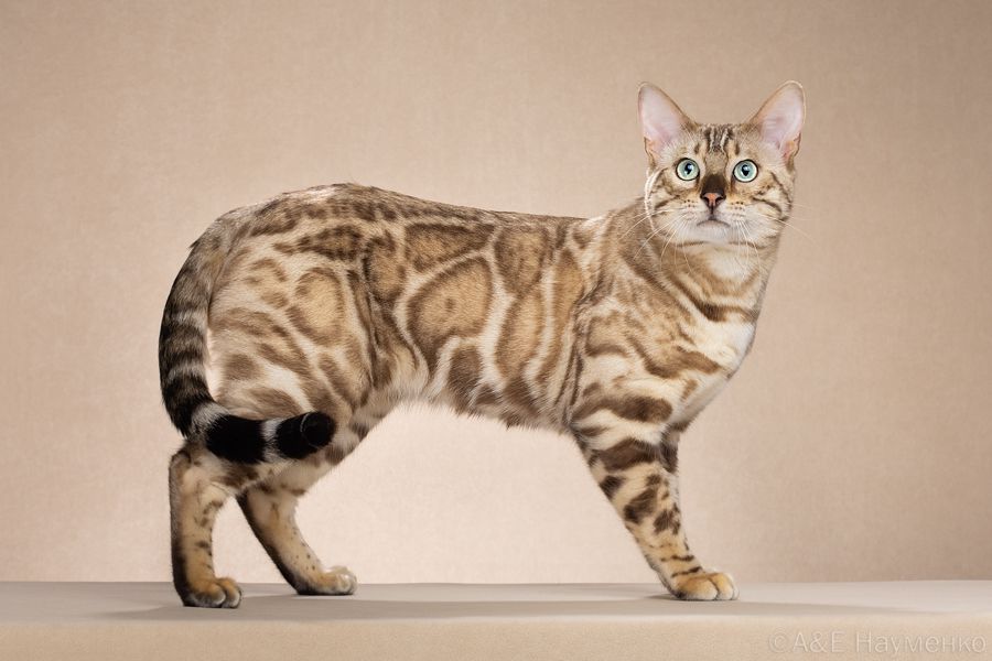 CH. Williams Benelite*RU